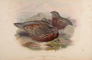 Lerwa nivicola de John Gould